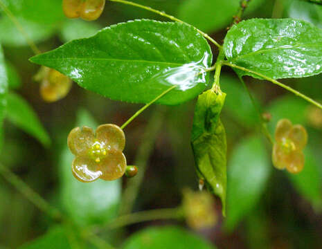 Image de Euonymus verrucosus Scop.