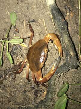 Image of Potamocarcinus roatensis Rodríguez & López 2003