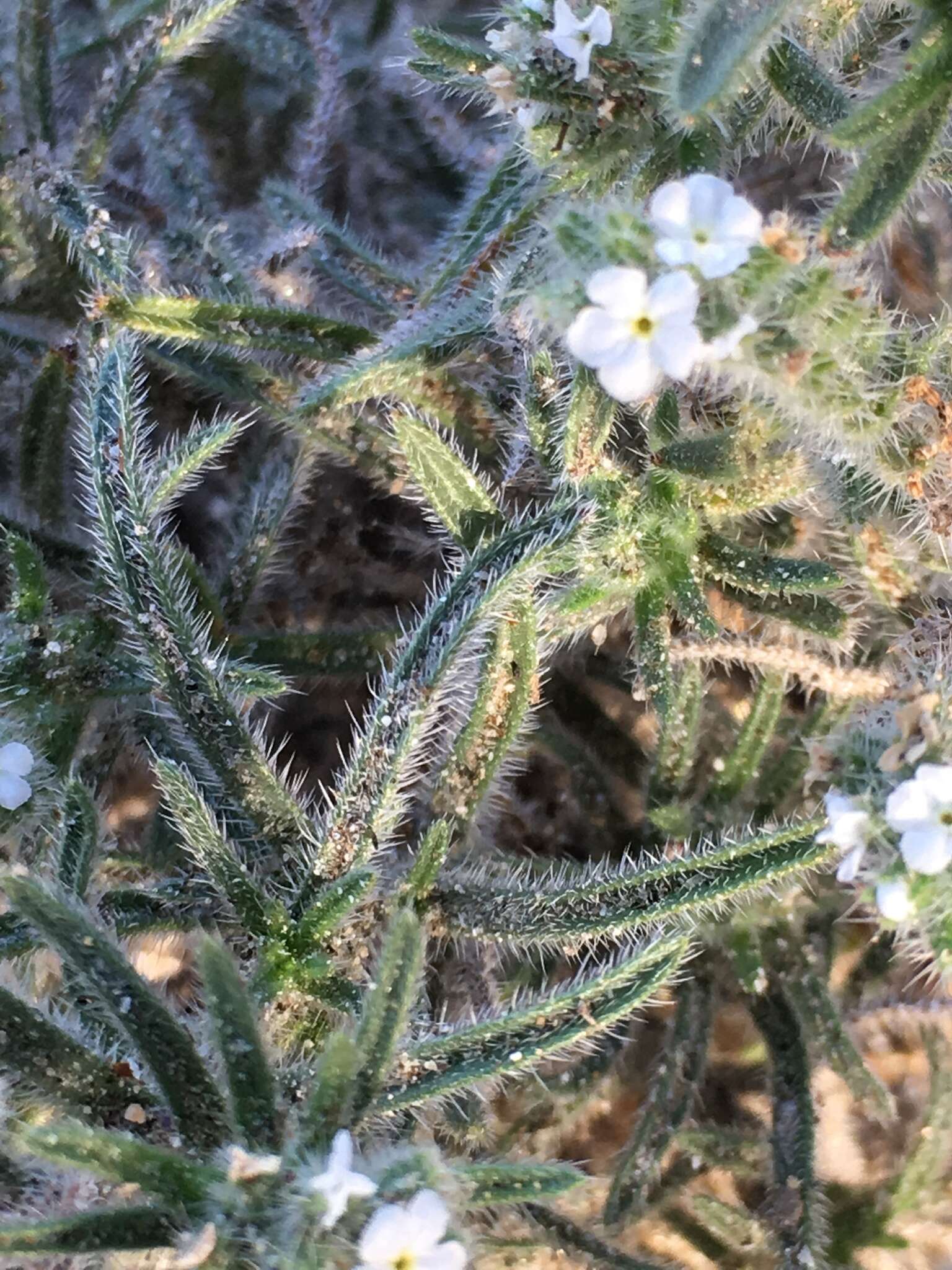 Imagem de Johnstonella angustifolia (Torr.) Hasenstab & M. G. Simpson