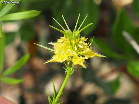 Image of Nigella ciliaris DC.