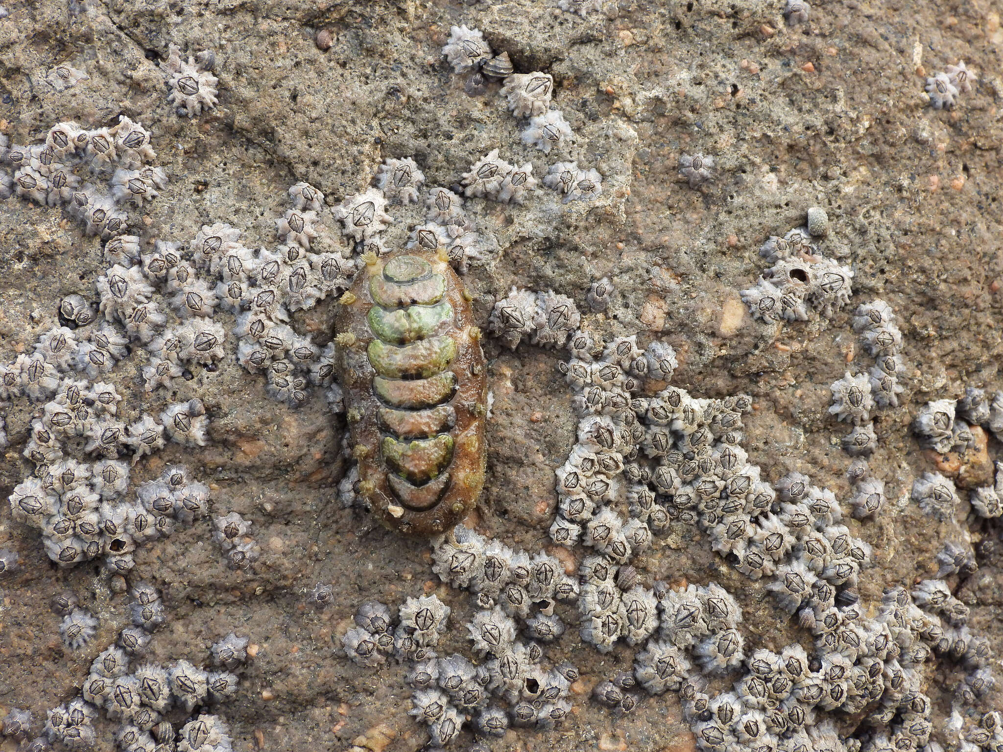 Plancia ëd Acanthochitona rubrolineata (Lischke 1873)