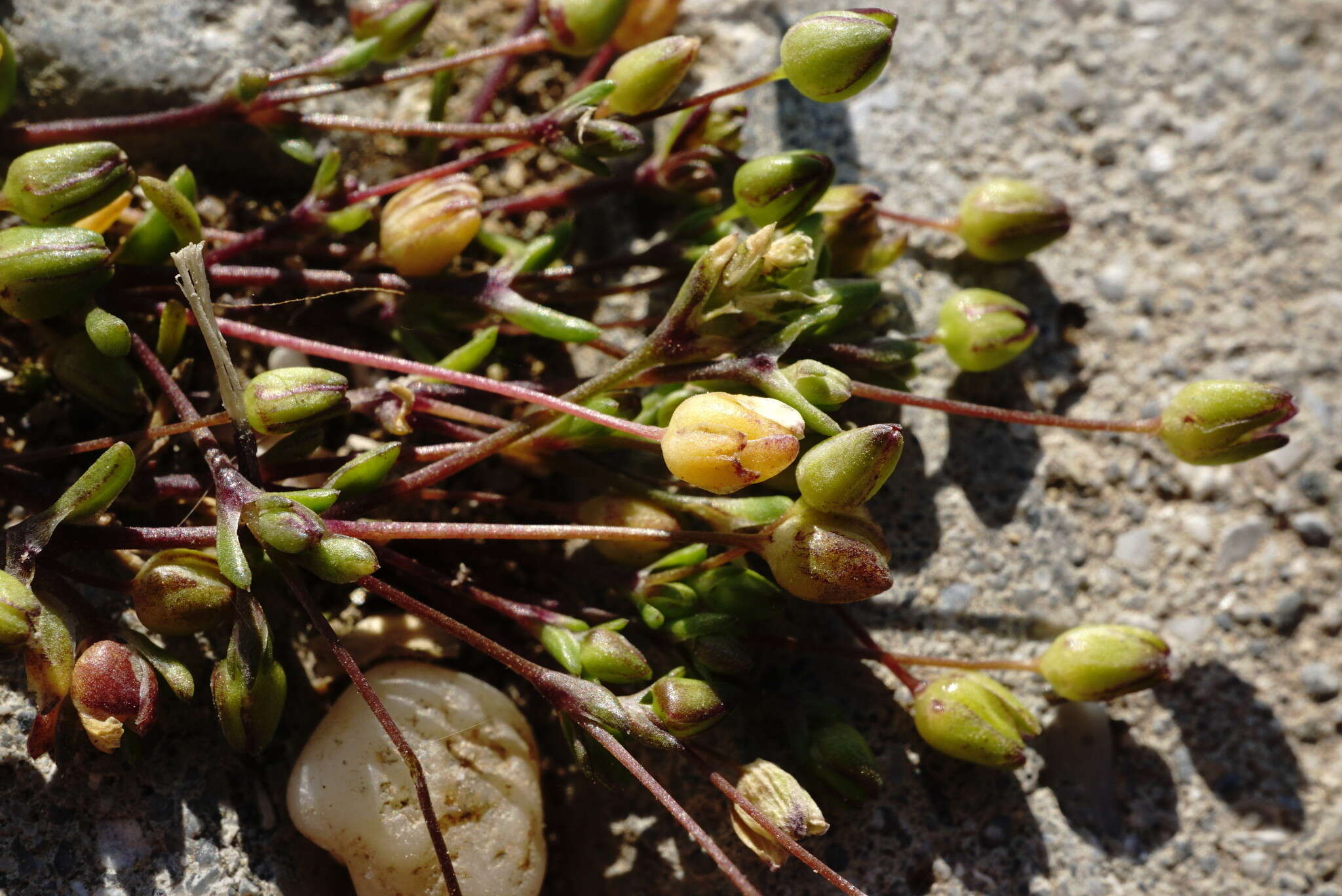 Image of sea pearlwort