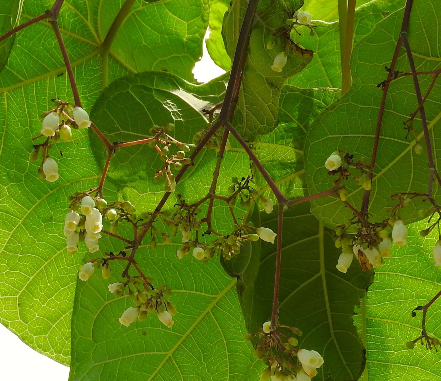 Image of Jatropha peltata Sessé