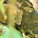 Image de Antechinus subtropicus Van Dyck & Crowther 2000