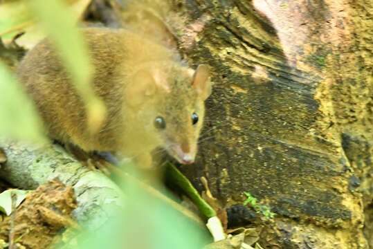 Imagem de Antechinus subtropicus Van Dyck & Crowther 2000