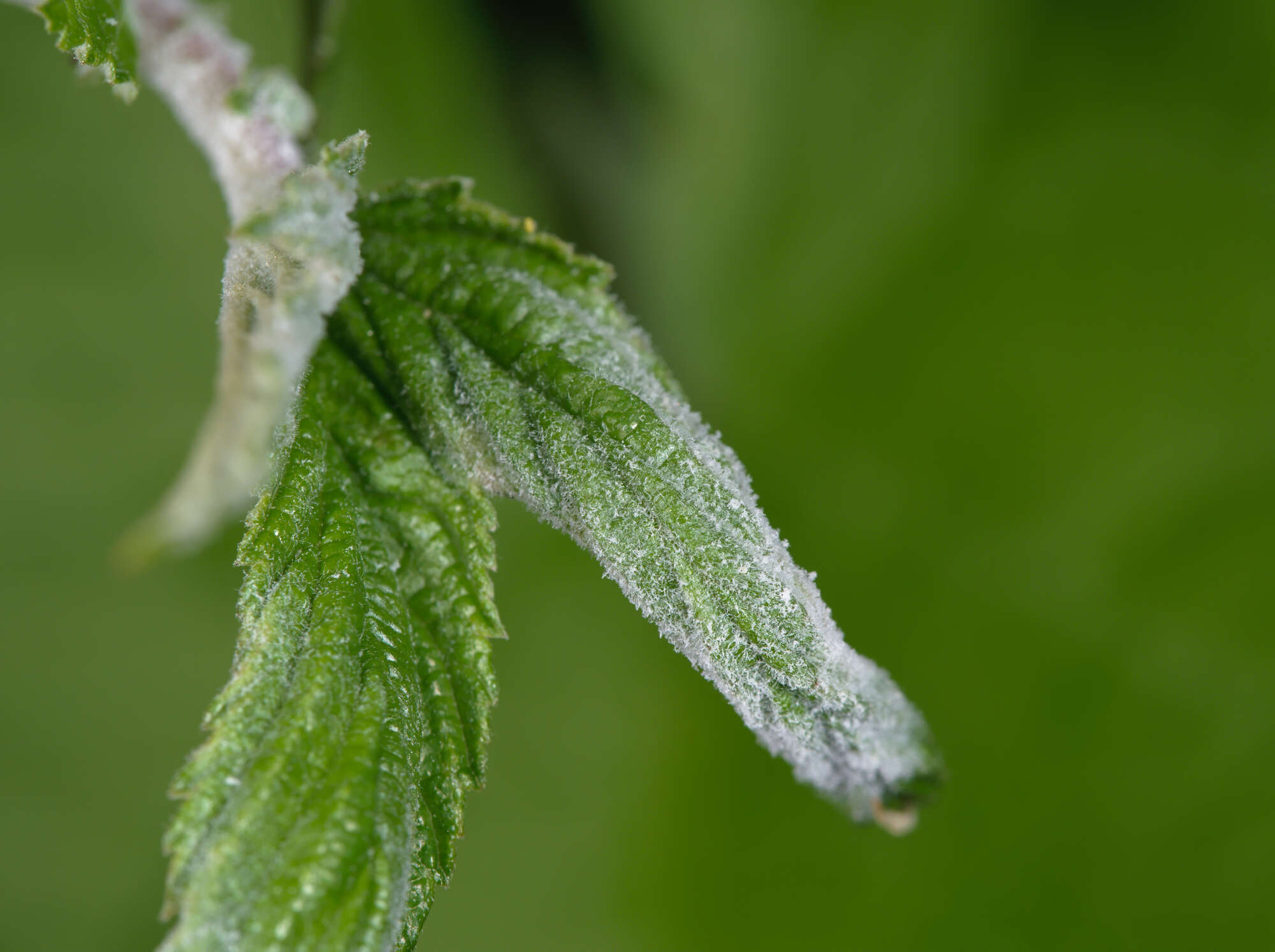 Image of Podosphaera filipendulae (Z. Y. Zhao) T. Z. Liu & U. Braun 2010