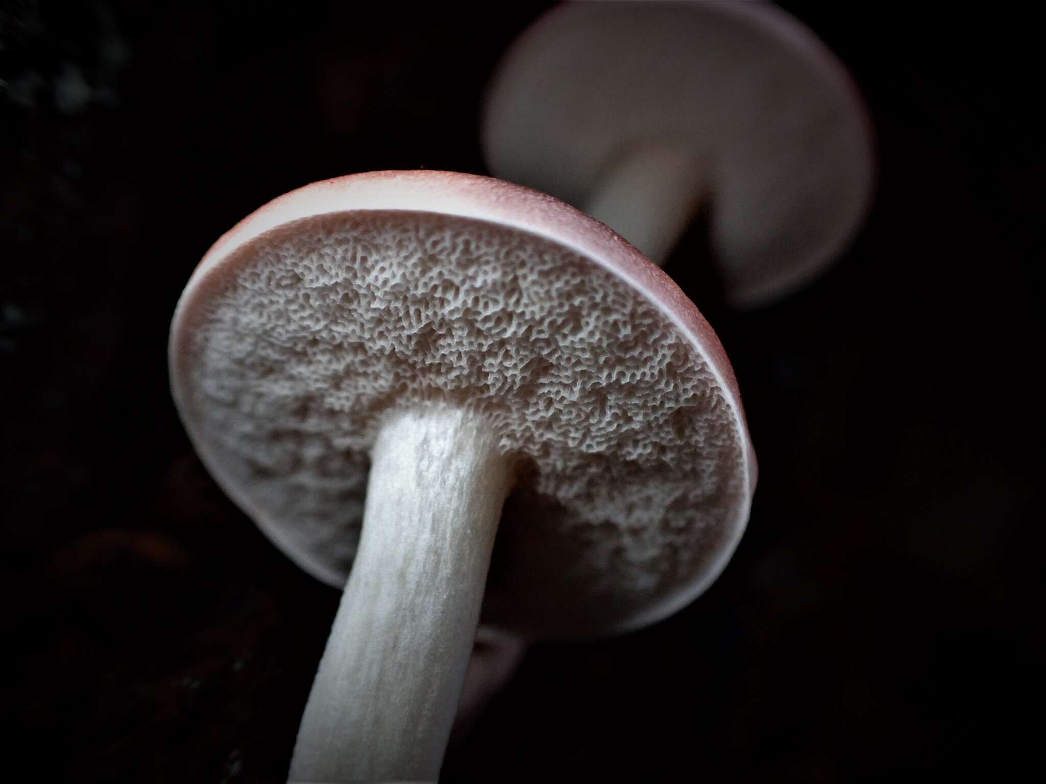 Image of Fistulinella prunicolor (Cooke & Massee) Watling 1989