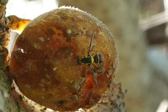 Bactrocera dorsalis (Hendel 1912) resmi