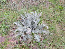 Image of Illyrian cottonthistle