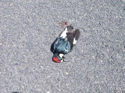 Image of Acorn Woodpecker