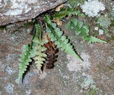 Image of spleenwort