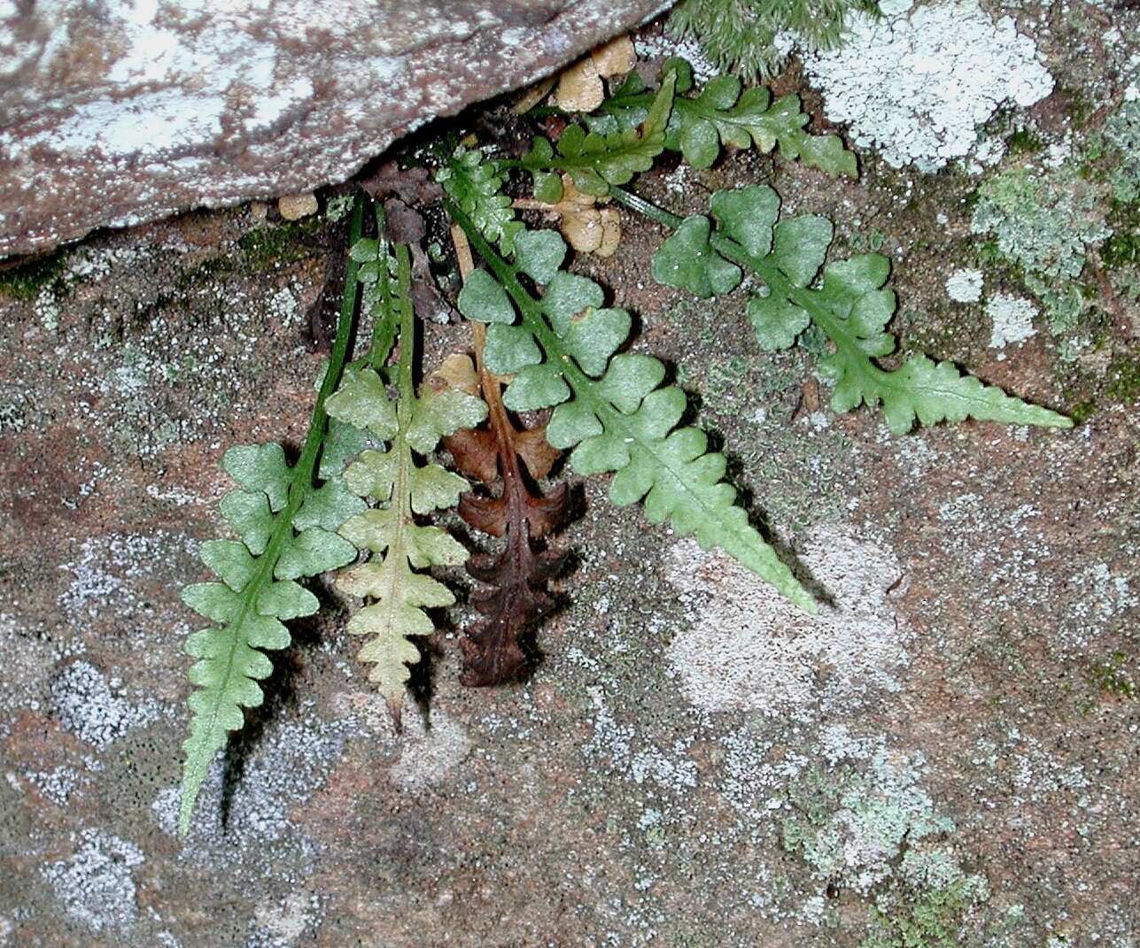 Image of spleenwort