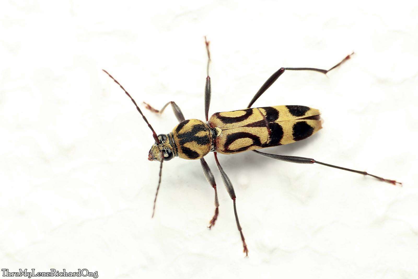 Image of Bamboo longhorn beetle