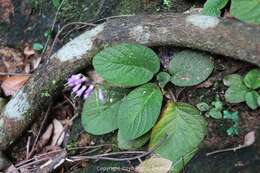 Image of Oreocharis benthamii var. reticulata Dunn