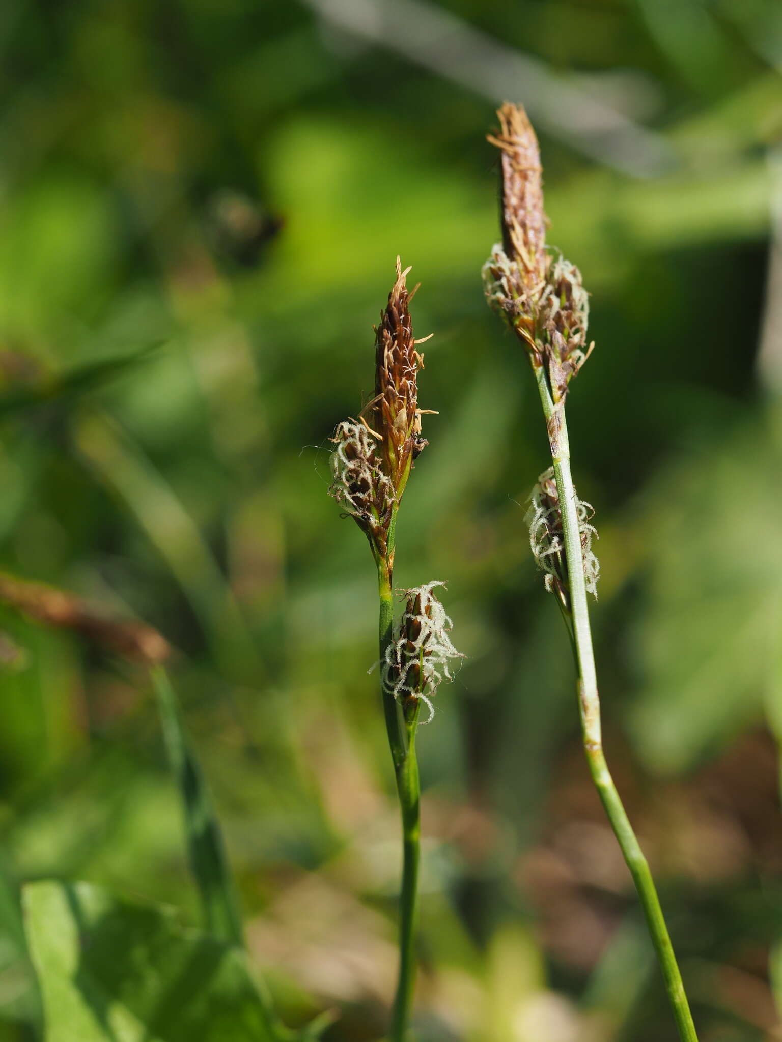 Image of spring-sedge