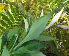 Image of Saussurea neoserrata Nakai