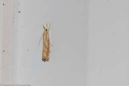 صورة Agriphila ruricolellus Zeller 1863