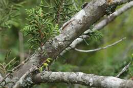 Image de Juniperus monticola Martínez