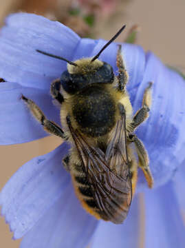 Image of Furry Leaf-cutter Bee