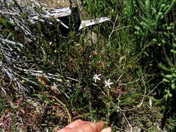 صورة Wahlenbergia tenella (L. fil.) Lammers