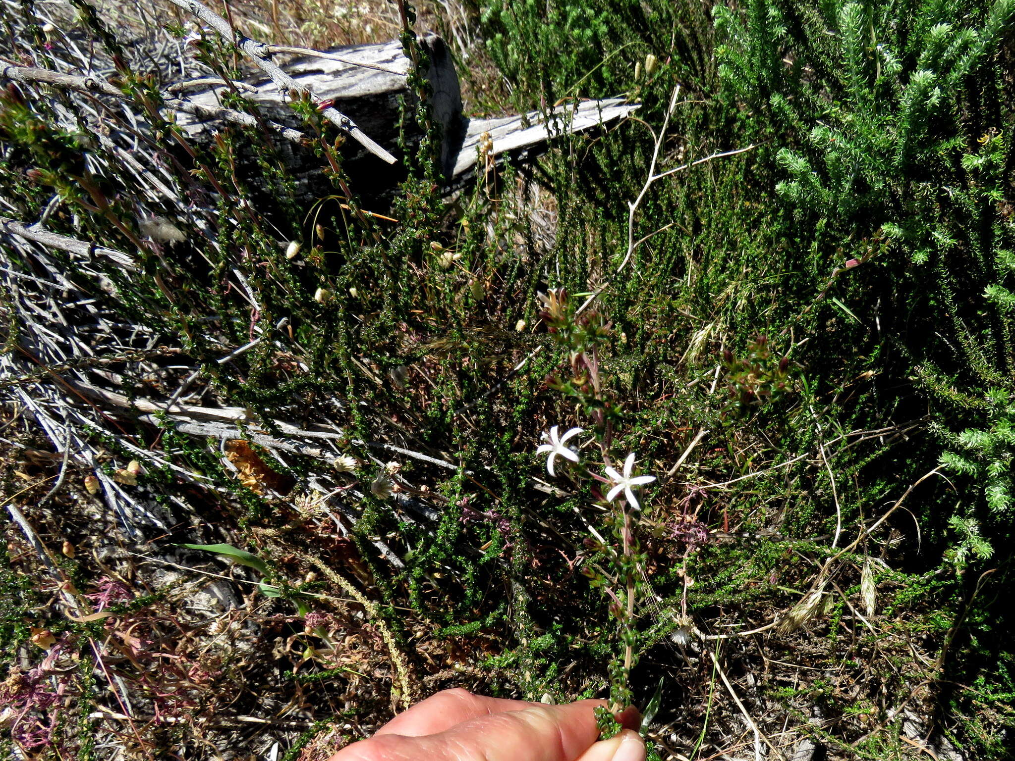 Image of Wahlenbergia tenella (L. fil.) Lammers