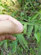 Image de Tragia betonicifolia Nutt.