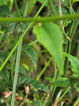 Sivun Senecio scandens var. crataegifolius (Hayata) Kitam. kuva