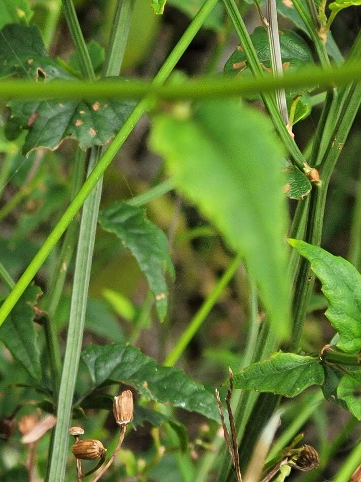 Plancia ëd Senecio scandens var. crataegifolius (Hayata) Kitam.