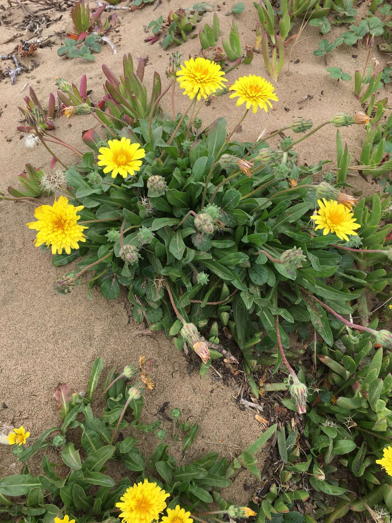 Image of woolly goat chicory