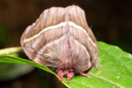 Image de Hylesiopsis festiva Bouvier 1929