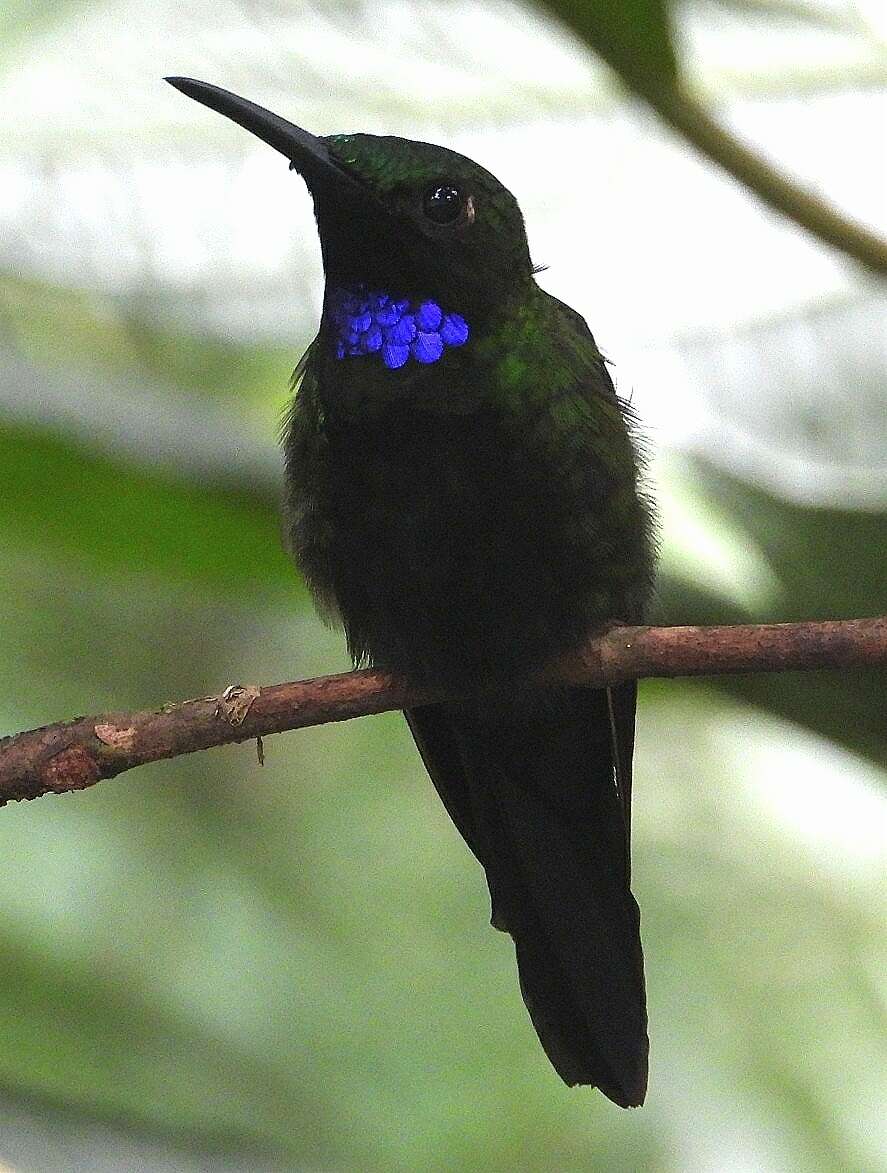 Image of Black-throated Brilliant