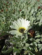 Image of African daisy