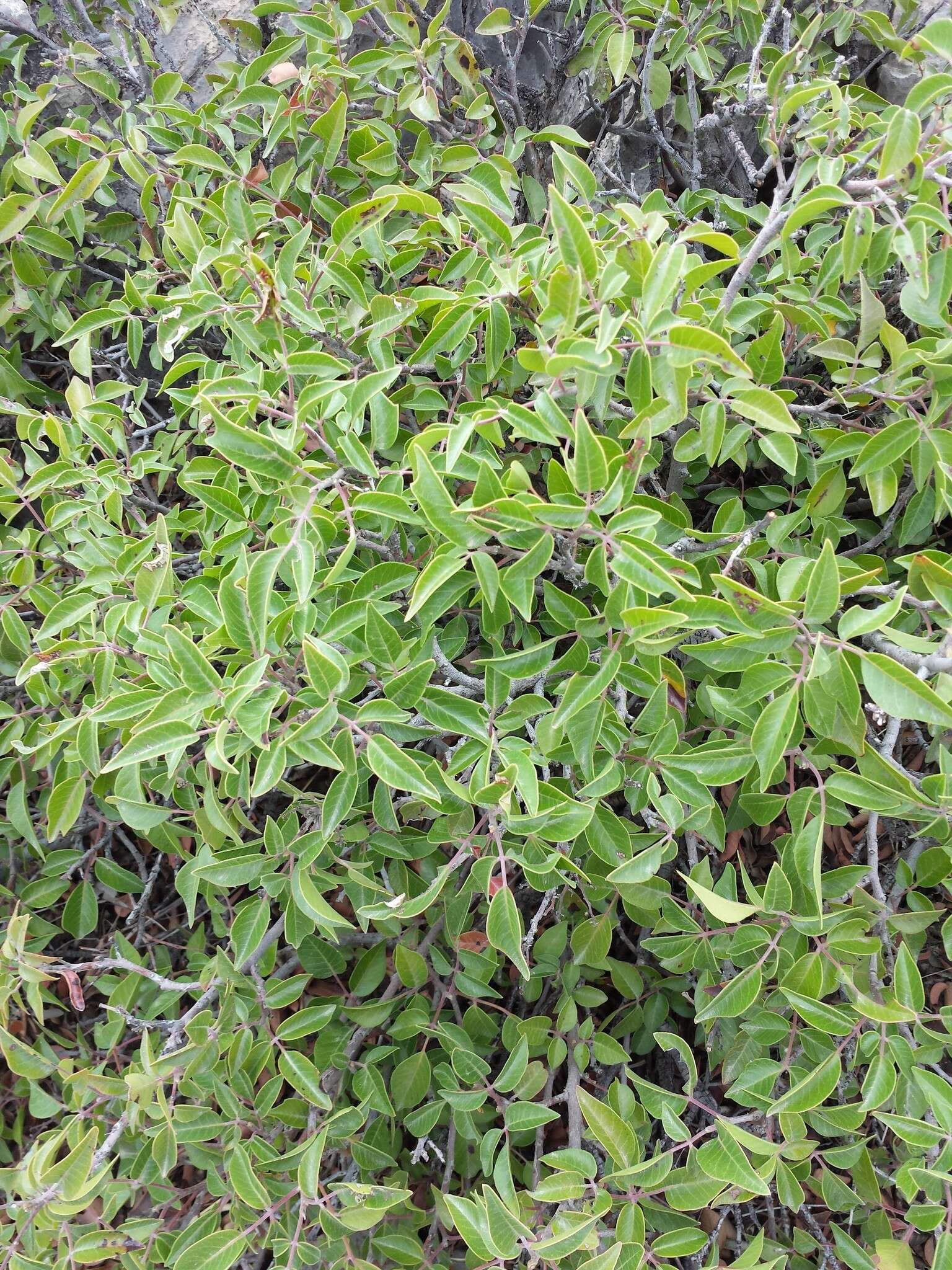 Sivun Rhus virens var. choriophylla (Wooton & Standl.) L. D. Benson kuva