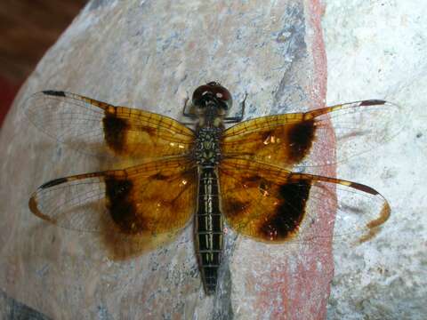 Image of Slough Amberwing