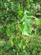 Image of hairy lettuce