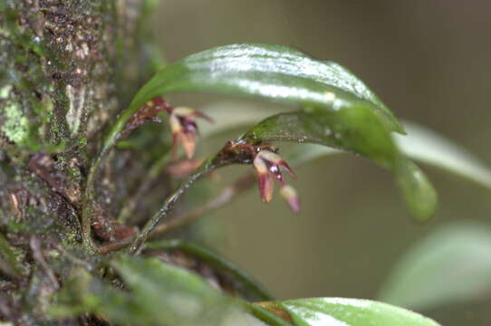 Image of Anathallis microphyta (Barb. Rodr.) C. O. Azevedo & Van den Berg