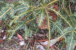 Image de Banksia nutans R. Br.