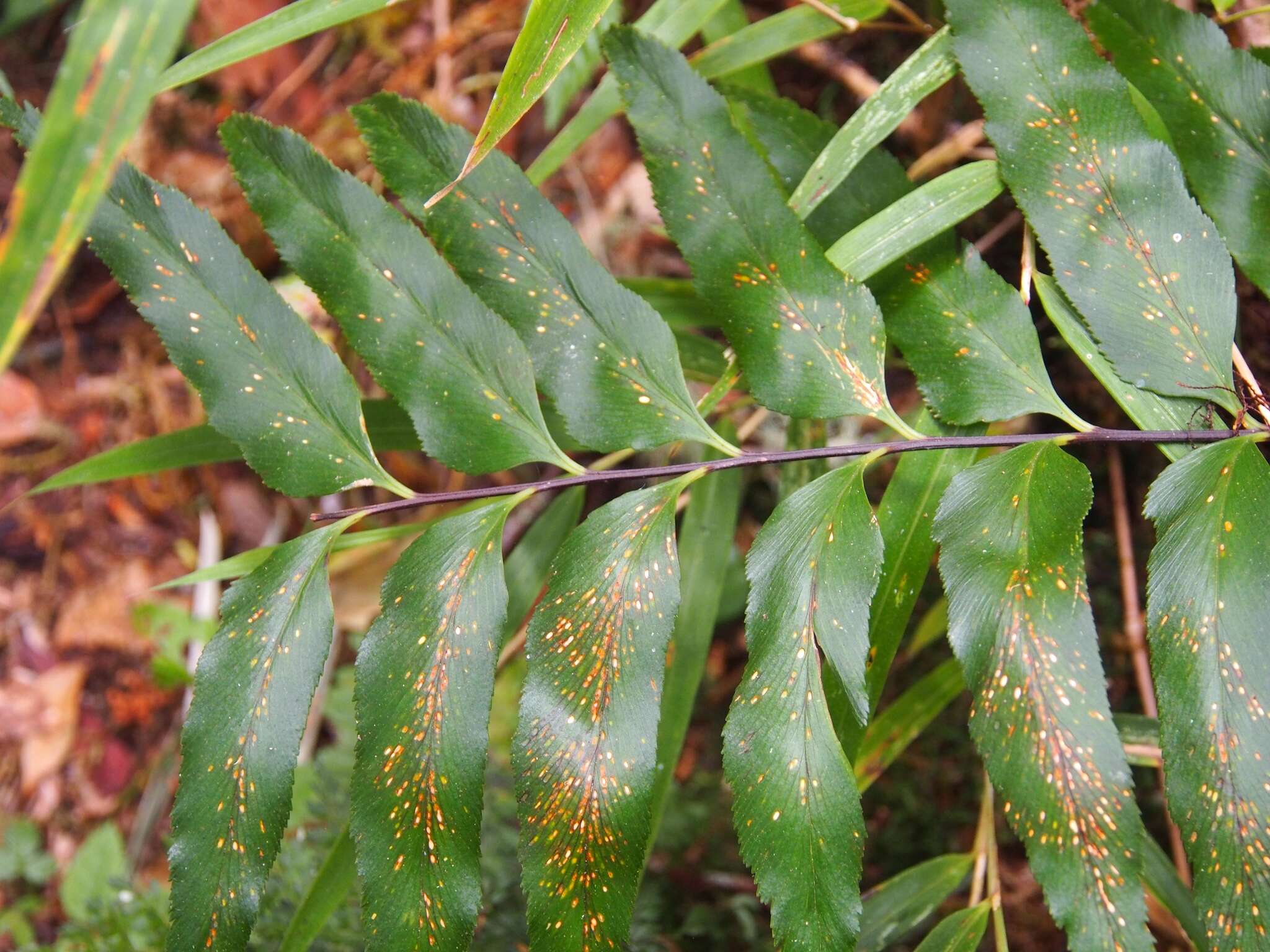 Image de Asplenium serra Langsd. & Fischer