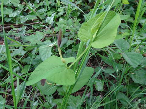 Image of Smearwort