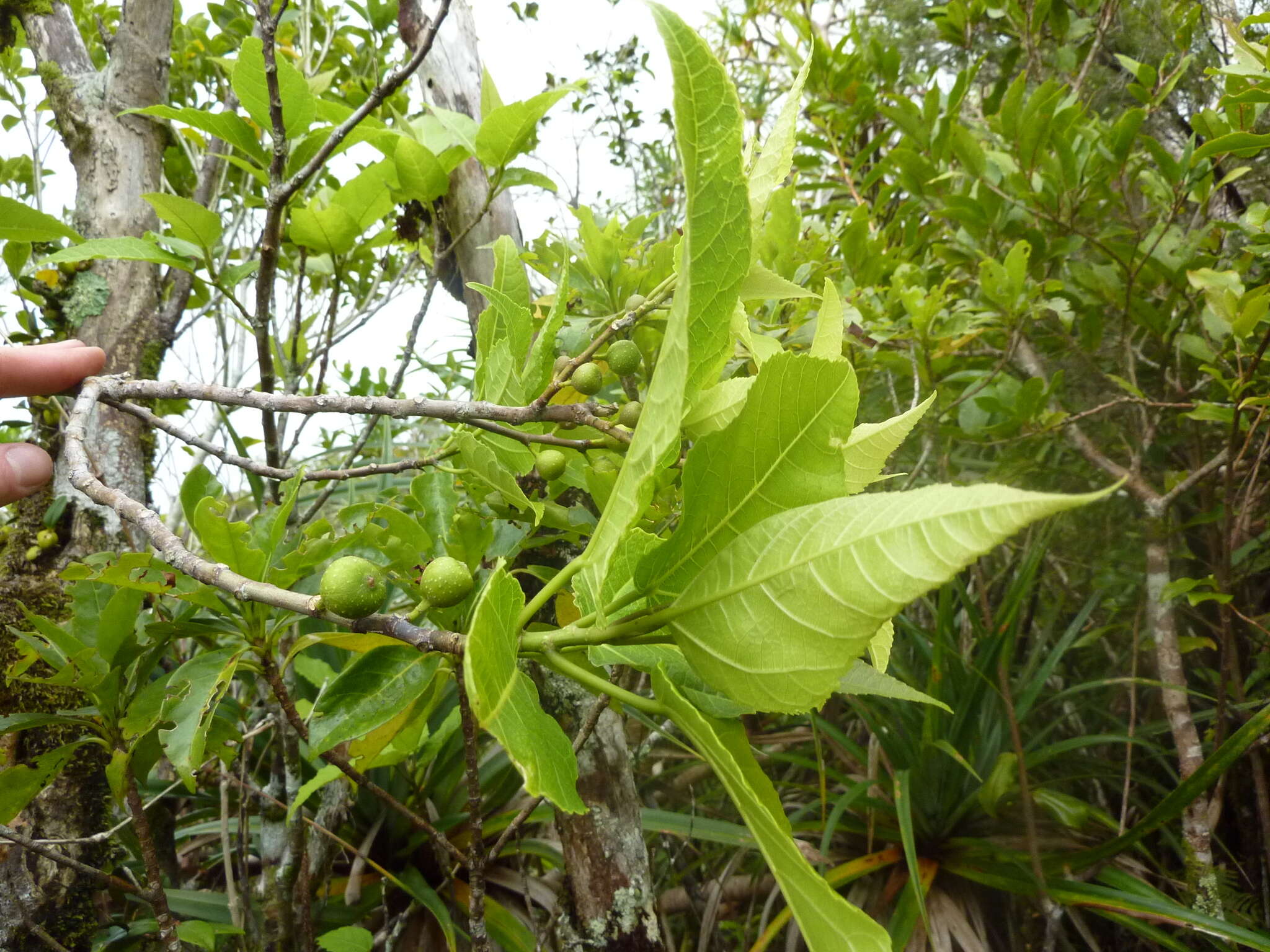 Imagem de Ficus lateriflora Vahl