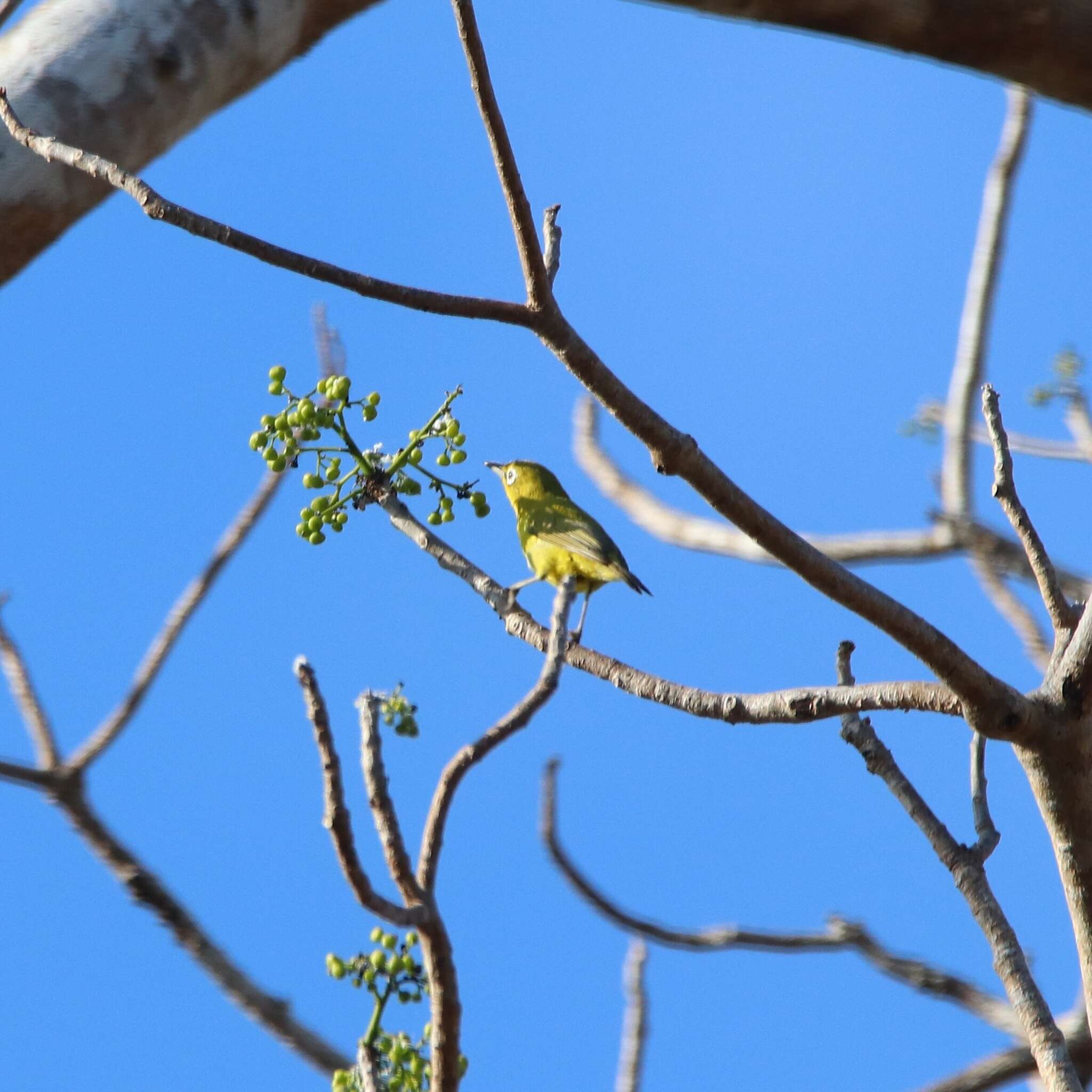 Image of Lemon-bellied White-eye