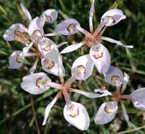 Image of Moraea elliotii Baker