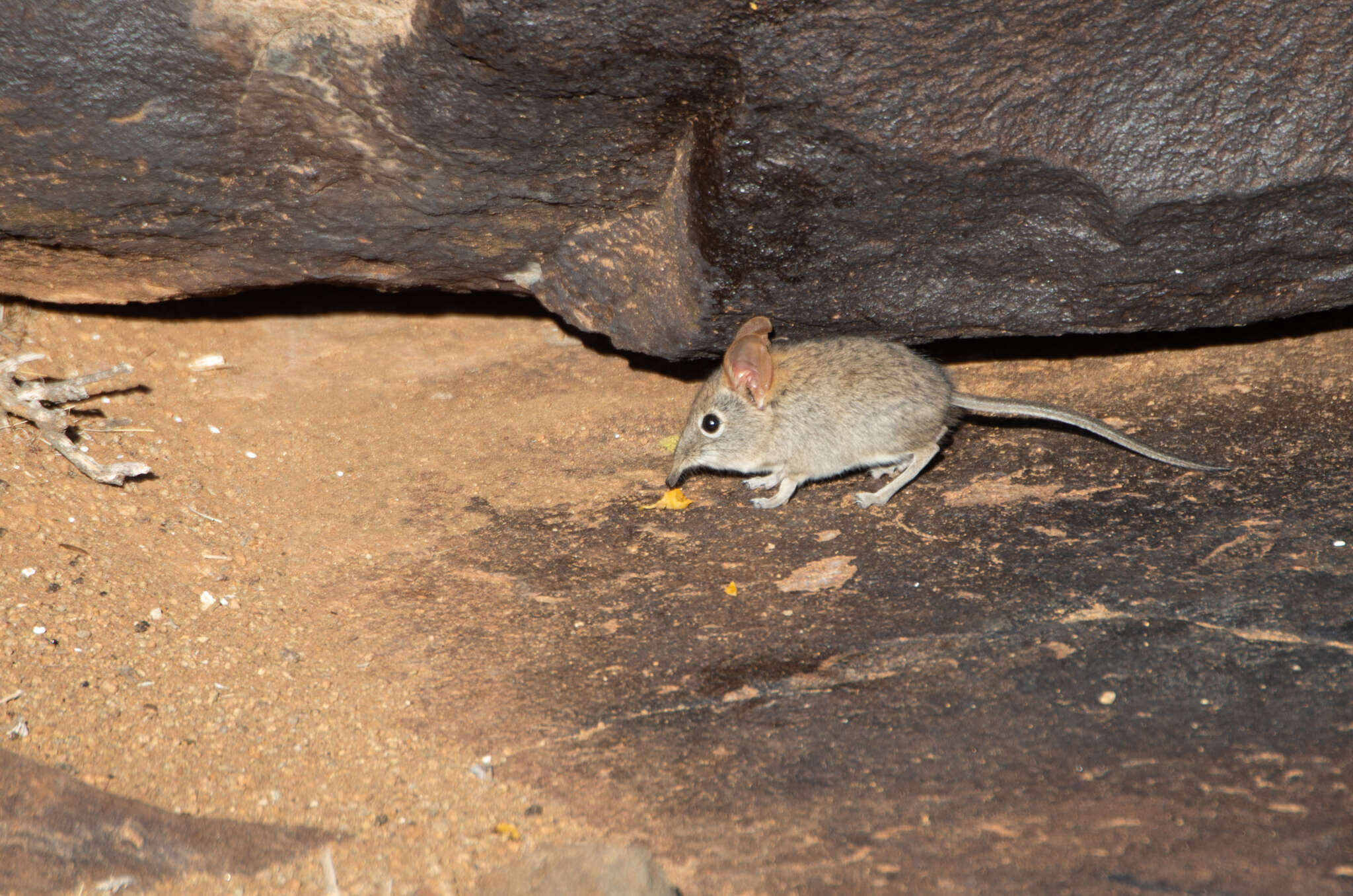 Image of Western Rock Elephant Shrew