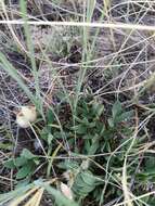 Plancia ëd Oxytropis triphylla (Pall.) Pers.