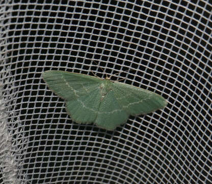 Plancia ëd Chlorissa viridata Linnaeus 1758