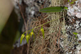 Image of Pineapple orchid