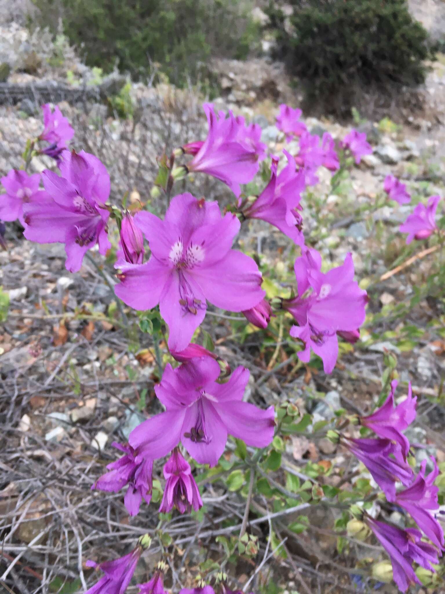 Image of Alstroemeria paupercula Phil.