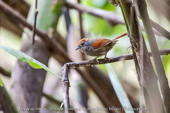 Image of Rufous-capped Spinetail