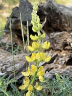 صورة Lupinus croceus Eastw.