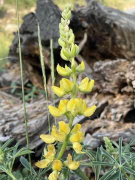 Plancia ëd Lupinus croceus Eastw.